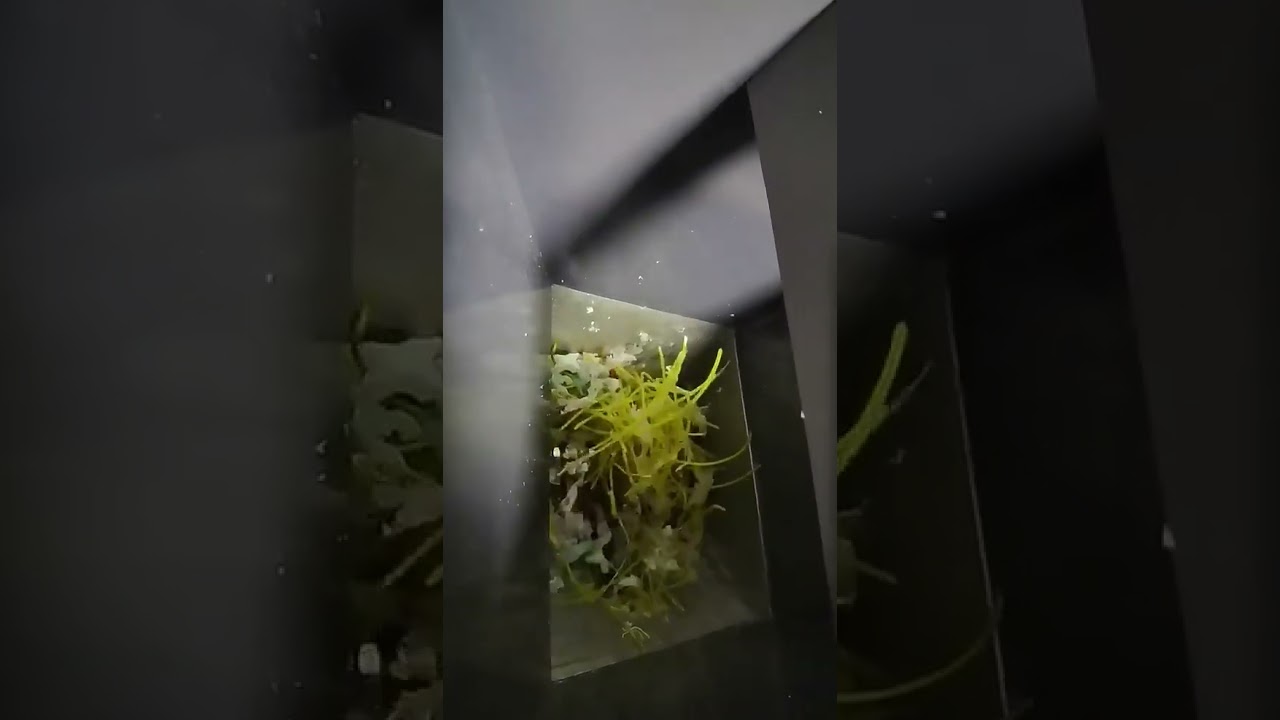 Laboratory Mini Plastic Shredder BOR-X 220V, 1-10kg/h Multifunctional Plastic Crusher